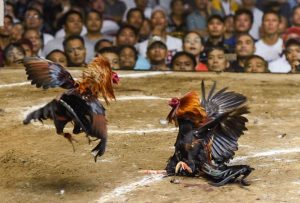 Đá Gà Campuchia, bí quyết cá cược đá gà chiến thắng