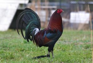 Đá gà mỹ - luật chơi đá gà Mỹ, tìm hiểu chi tiết