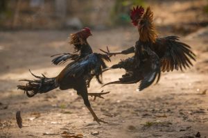 Đặt Cược Đá Gà Campuchia, bí quyết cá cược chiến thắng