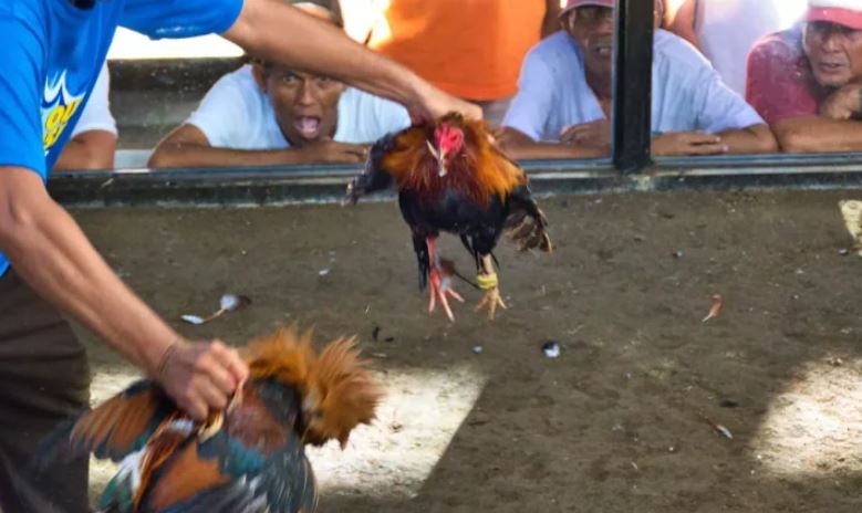 Các Hình Thức Đá Gà cựa sắt Daga88 Năm 2025