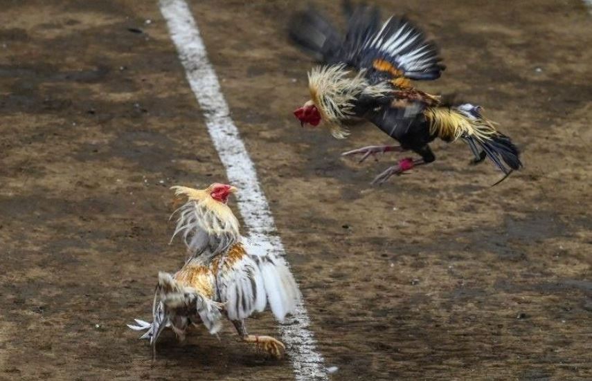 Đá Gà Cựa Dao – Sự Khốc Liệt Lên Đến Đỉnh Điểm