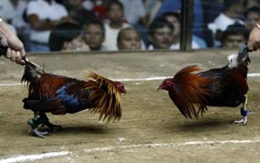 Luật Chơi Đá Gà Cựa Sắt Tại Daga88 Năm 2025: Cẩm Nang Cho Mọi Kê Thủ