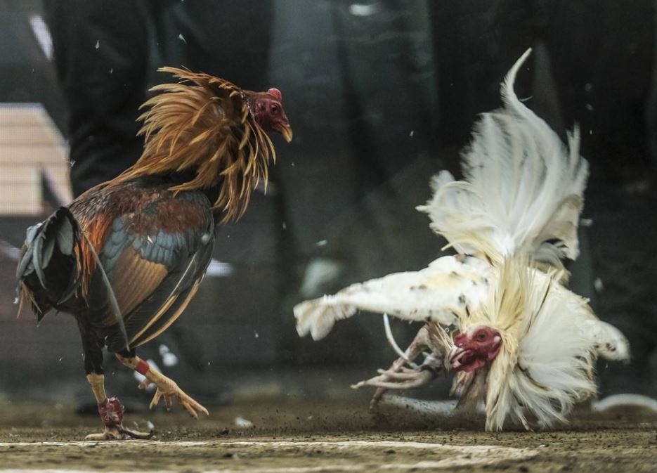 Các Quy Tắc Cơ Bản Trong Luật Chơi Đá Gà Cựa Sắt