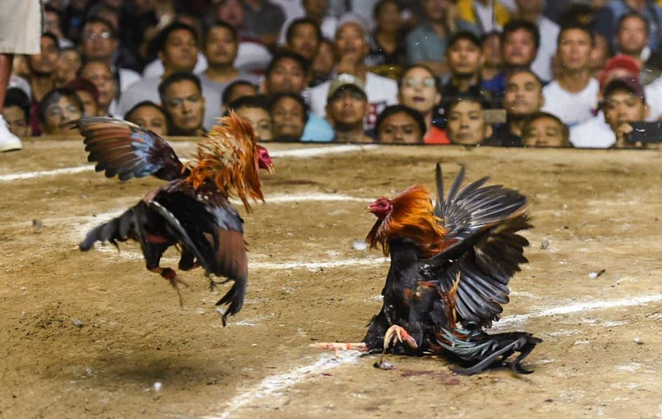 Tầm Quan Trọng Của Việc Nắm Vững Luật Chơi Đá Gà Cựa Sắt