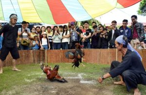 Thuốc đá gà bịp - Cách Gian Lận Trong Đá Gà Phổ Biến