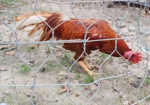 Băng Cựa Gà Đá, hướng dẫn các bước thực hiện chi tiêt