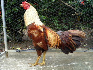 Cho gà chọi uống mật gấu, có tốt không