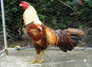 Giải Mã Mệnh Gà Chuối Chân Xanh: Thuộc Mạng Nào?