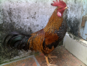 Gà Cú Mệnh gì theo Ngũ Hành