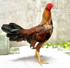 Địa chỉ mua gà Jap uy tín, chất lượng