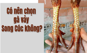 Tìm hiểu về vảy song cúc ở gà chọi và đánh giá khả năng chiến đấu