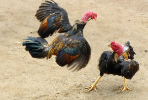 Có Nên Chọn Gà Sở Hữu Vảy Tứ Hoành Khai?